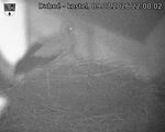 Capi_Dubne_20260809_220002.jpg