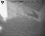 Capi_Dubne_20260809_224002.jpg