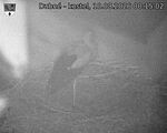 Capi_Dubne_20260810_001502.jpg