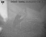 Capi_Dubne_20260810_003003.jpg