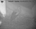 Capi_Dubne_20260810_004002.jpg