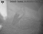 Capi_Dubne_20260810_005503.jpg