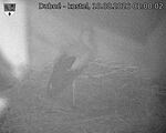 Capi_Dubne_20260810_010002.jpg