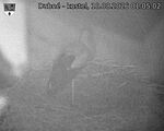 Capi_Dubne_20260810_010502.jpg