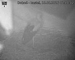 Capi_Dubne_20260810_011002.jpg