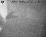 Capi_Dubne_20260810_022503.jpg