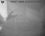 Capi_Dubne_20260810_023502.jpg