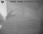 Capi_Dubne_20260810_025502.jpg