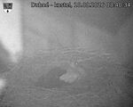 Capi_Dubne_20260810_034034.jpg