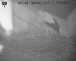 Capi_Dubne_20260810_050005.jpg