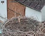 Capi_Dubne_20260810_060003.jpg
