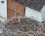 Capi_Dubne_20260810_060503.jpg