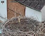 Capi_Dubne_20260810_061503.jpg