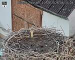 Capi_Dubne_20260810_063504.jpg