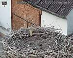 Capi_Dubne_20260810_065003.jpg