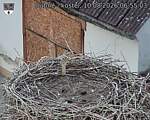 Capi_Dubne_20260810_065503.jpg