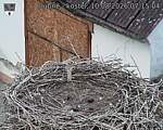Capi_Dubne_20260810_071504.jpg