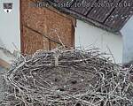 Capi_Dubne_20260810_072004.jpg