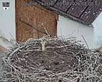 Capi_Dubne_20260810_080002.jpg