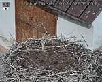 Capi_Dubne_20260810_090504.jpg