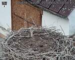 Capi_Dubne_20260810_100003.jpg