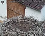Capi_Dubne_20260810_101502.jpg