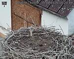 Capi_Dubne_20260810_102004.jpg