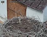 Capi_Dubne_20260810_103003.jpg