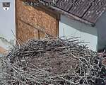 Capi_Dubne_20260810_130505.jpg