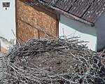 Capi_Dubne_20260810_132006.jpg