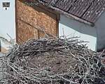 Capi_Dubne_20260810_133005.jpg