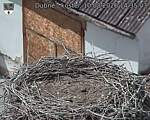 Capi_Dubne_20260810_143503.jpg