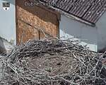Capi_Dubne_20260810_144503.jpg