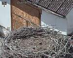 Capi_Dubne_20260810_145503.jpg