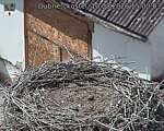 Capi_Dubne_20260810_150003.jpg