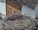 Capi_Dubne_20260810_151003.jpg