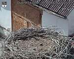 Capi_Dubne_20260810_152503.jpg