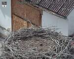 Capi_Dubne_20260810_154002.jpg
