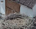 Capi_Dubne_20260810_160503.jpg