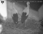 Capi_Dubne_20260810_211003.jpg