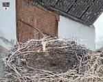 Capi_Dubne_20260811_053503.jpg