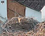 Capi_Dubne_20260811_060502.jpg