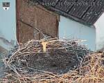 Capi_Dubne_20260811_061002.jpg
