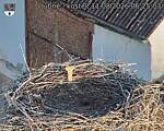 Capi_Dubne_20260811_062503.jpg