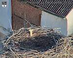 Capi_Dubne_20260811_063502.jpg
