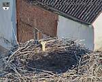 Capi_Dubne_20260811_064002.jpg