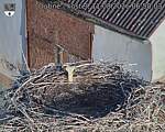 Capi_Dubne_20260811_065003.jpg