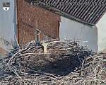 Capi_Dubne_20260811_065503.jpg