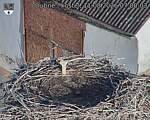 Capi_Dubne_20260811_070003.jpg