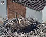 Capi_Dubne_20260811_071003.jpg